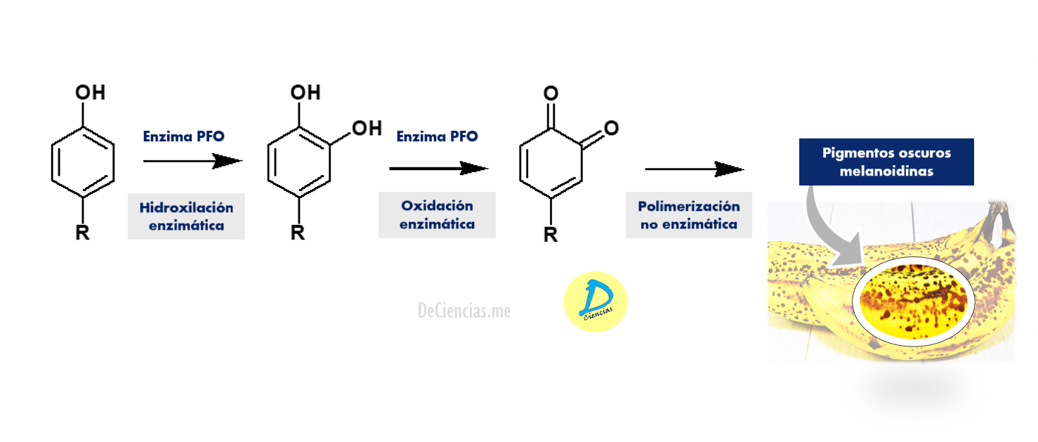 Por Qu Se Oscurecen Los Alimentos Pardeamiento Enzim Tico