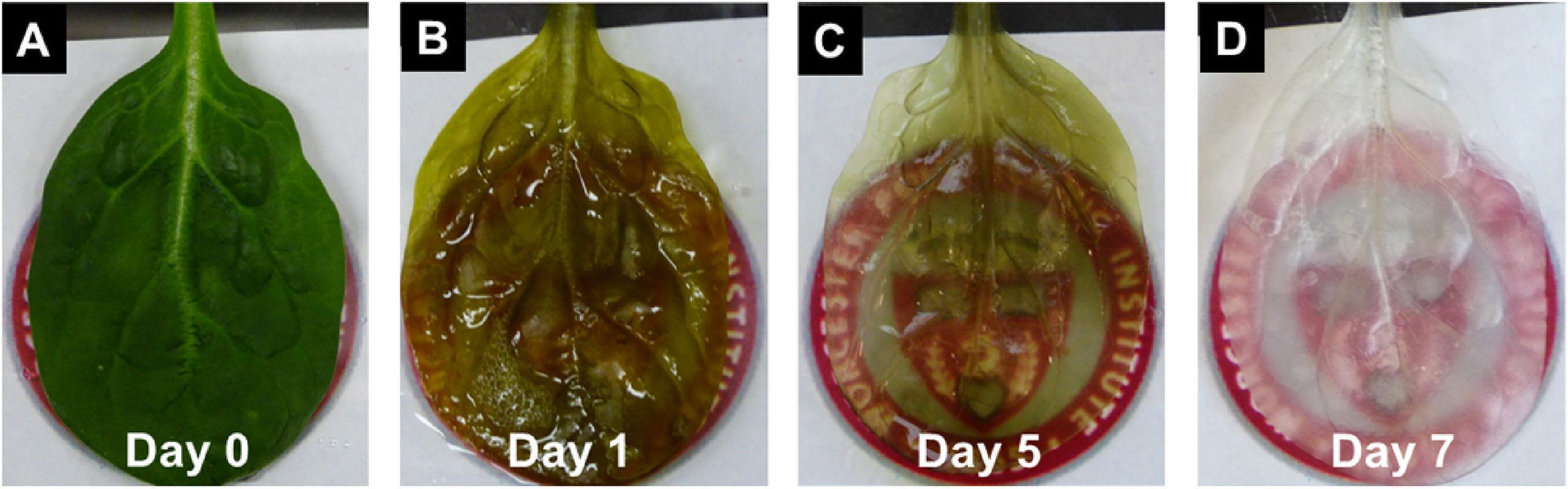 Científicos han logrado convertir hojas de espinacas en tejidos cardíacos, espinaca para alimentar a las células cardiacas, hoja de espinaca en tejido cardíaco