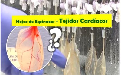 Científicos han logrado convertir hojas de espinacas en tejidos cardíacos, espinaca para alimentar a las células cardiacas, hoja de espinaca en tejido cardíaco, Canal de Ciencias + Tienda Online de Regalos de Ciencias