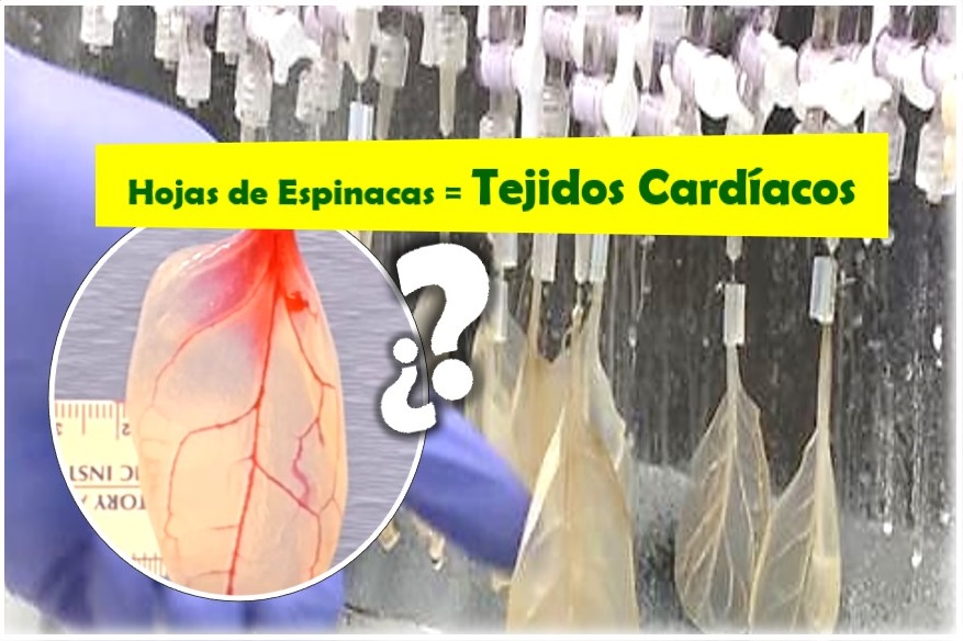 Científicos han logrado convertir hojas de espinacas en tejidos cardíacos, espinaca para alimentar a las células cardiacas, hoja de espinaca en tejido cardíaco, Canal de Ciencias + Tienda Online de Regalos de Ciencias