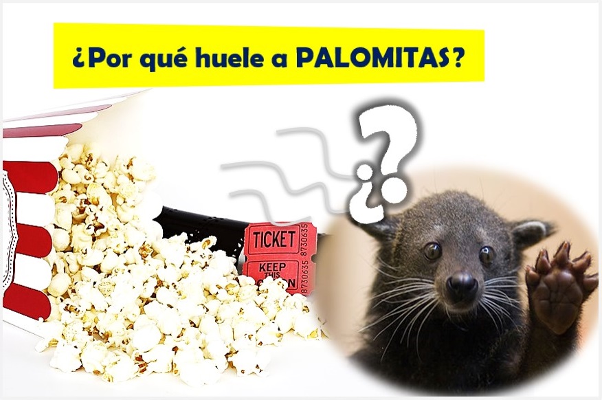 ¿Existe un Animal que HUELE a PALOMITAS de Maíz? | Manturón o Binturong, Animal que huele a palomitas de maíz - Esto realmente es posible, huele a palomitas palomitas de maíz semillas del maíz animal que huele a palomitas animal que huele a palomitas de maíz con mantequilla manturon a que huele las palomitas a que huele las palomitas de maíz olor a palomitas de maíz orina con olor a palomitas de maíz manturon a que huele las palomitas a que huele las palomitas de maíz, que animal huele a palomitas