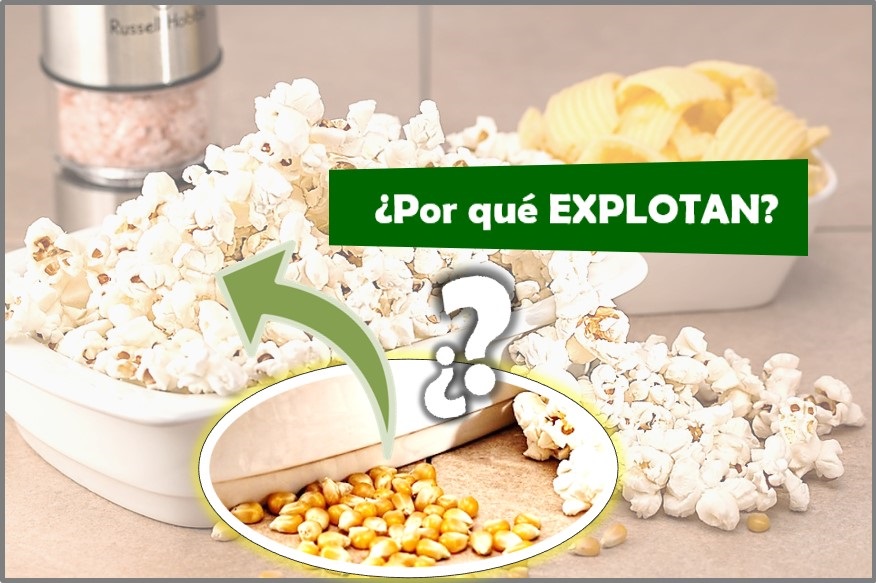 por qué explotan las palomitas de maíz, hacer palomitas de maiz como hacer palomitas de maiz en sarten como hacer palomitas de maiz sin aceite como hacer palomitas de maiz sin aceite y sin microondas como hacer palomitas caseras como hacer palomitas dulces hacer palomitas sin aceite como hacer palomitas de maiz en sarten como hacer palomitas de maiz en microondas como hacer palomitas de maiz sin aceite como hacer palomitas en una olla como hacer palomitas de mantequilla como hacer palomitas dulces en sarten palomitas de palomitas de maiz popcorn que son las palomitas de maíz palomitas caseras palomitas fit palomitas fitness palomitas light palomitas dulces palomitas dulces fitness palomitas con agua palomitas caseras microondas palomitas caseras sanas palomitas en sarten sin aceite palomitas sin aceite en olla palomitas de maiz propiedades como hacer palomitas como hacer palomitas de maíz semillas del maíz por que se hacen las palomitas Pulmón Palomitas de maíz a que saben las palomitas de maíz perfect pop app olor a palomitas de maíz palomitas que no explotan como hacer palomitas en microondas sin que se quemen quimica en las palomitas de maíz animal que huele a palomitas de maíz con mantequilla manturon a que huele las palomitas a que huele las palomitas de maíz reaccion quimica palomitas maiz reaccion quimica de las palomitas de maíz porque explotan las palomitas en el microondas composicion quimica de las palomitas de maíz porque explotan las palomitas de maíz porque explota el maiz al hacer palomitas porque explotan las palomitas porque explotan las palomitas en el microondas porque no explotan las palomitas porq explotan las palomitas porq explotan las palomitas de maíz por que estallan las palomitas porque revientan las palomitas de maíz bolsas para palomitas de maíz bolsas de palomitas de maiz