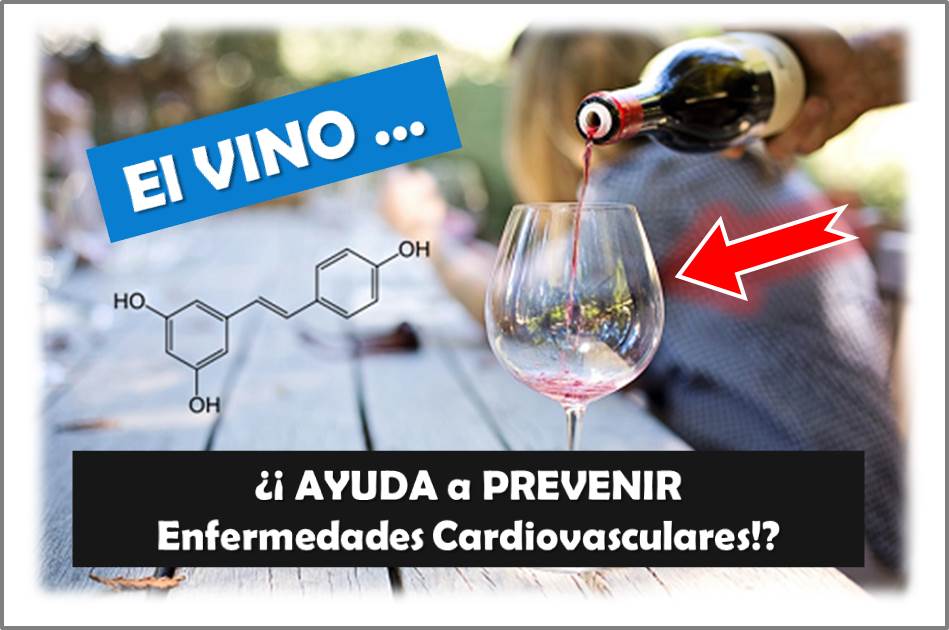 Beber VINO … ¿Ayuda a PREVENIR enfermedades cardiovasculares?