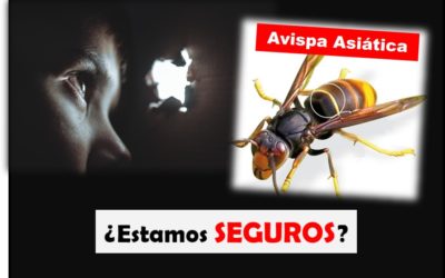 La Avispa Asiática: El Insecto agresivo que nos acecha ¿Estamos SEGUROS?