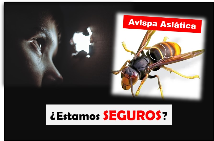 La Avispa Asiática - El Insecto agresivo que nos acecha, Avispa asiática, avispa asiática nido avispa asiatica avispa asiatica como eliminar avispas asiaticas que hacer avispa asiatica que hacer avispas asiaticas picadura avispa asiatica galicia avispa asiatica trampas avispa asiatica xunta de Galicia Vespa velutina avispa velutina picadura avispa velutina