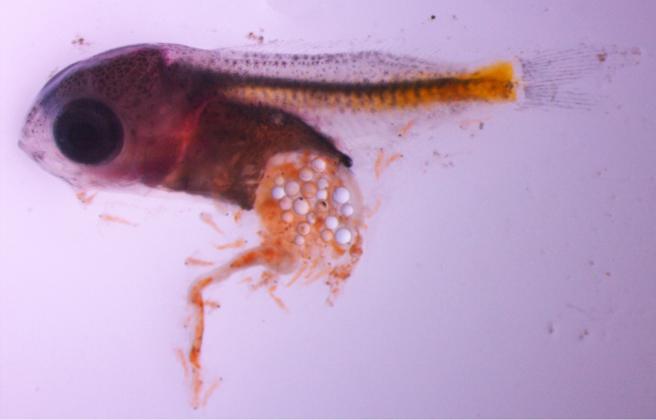 Larva de perca europea afectada por la ingestión de microplásticos (Foto: Science)