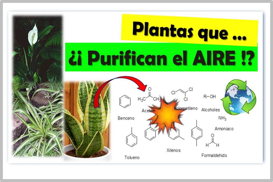 Las Plantas Purifican El Aire De Nuestro Hogar ¿Aún No Sabes Cuáles Son?