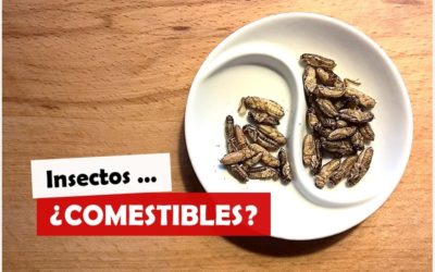 Los Insectos como fuente de Proteínas ¿Es la Alimentación del Futuro?