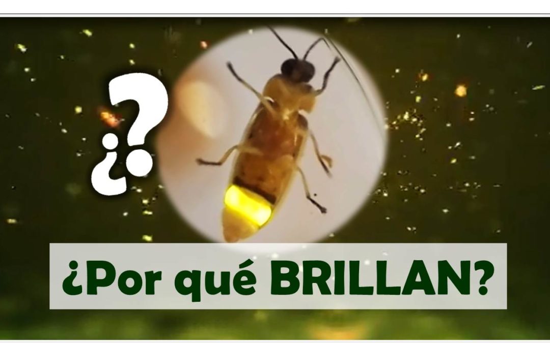 POR QUÉ las LUCIÉRNAGAS BRILLAN en la Oscuridad, para que brillan las luciernagas porque dan luz las luciernagas porque se iluminan las luciérnagas porque encienden las luciérnagas donde viven las luciérnagas porque las luciernagas dan luz porque las luciernagas tienen luz porque las luciernagas producen luz porque las luciernagas emiten luz porque las luciernagas brillan en la oscuridad por qué las luciérnagas se encienden y se apagan razones porque las luciernagas emiten luz organismos bioluminiscentes, porque dan luz las luciernagas porque las luciernagas brillan porque las luciernagas dan luz porque las luciernagas emiten luz porque las luciernagas brillan en la oscuridad porque las luciernagas se encienden y se apagan porque alumbran las luciérnagas porque brillan las luciérnagas luciernagas brillando luciernagas en la noche