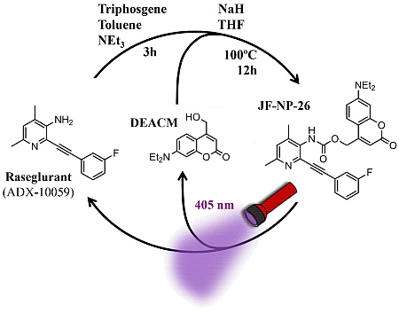 Ilustración de como se transforma el Fotofármaco JF-NP-26 en el compuesto activo Raseglurant (Extraído de la revista eLife)