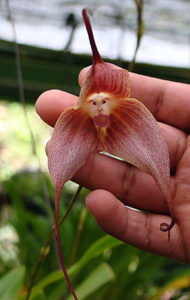 Dracula simia - Dick Culbert de Gibsons, BC, Canadá, Los 5 Hongos y Plantas más aterradoras del mundo