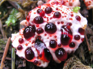 Hydnellum peckii - Los 5 Hongos y Plantas más aterradoras del mundo