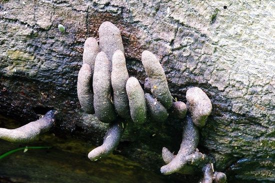 Polymorpha Xylaria - Los 5 Hongos y Plantas más aterradoras del mundo