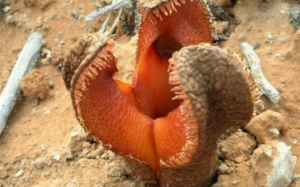 Hydnora Africana Los 5 Hongos y Plantas más aterradoras del mundo