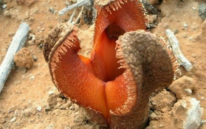 Hydnora Africana Los 5 Hongos y Plantas más aterradoras del mundo