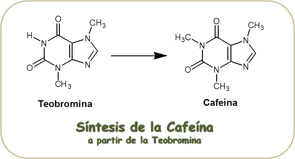 Síntesis de la Cafeína a partir de la Teobromina, ¿La TEÍNA y la CAFEÍNA son lo mismo?¿QUÉ CREES? ¡Descúbrelo YA!