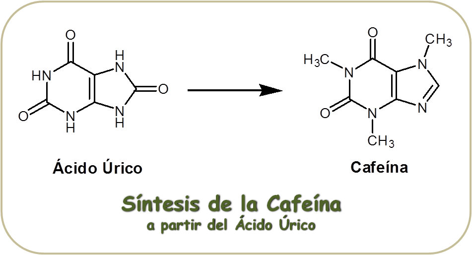 Síntesis de la Cafeína a partir del Ácido Úrico¿La TEÍNA y la CAFEÍNA son lo mismo?¿QUÉ CREES? ¡Descúbrelo YA!