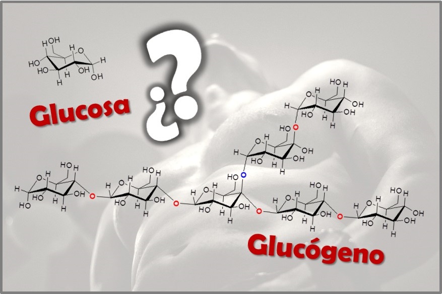 ¿Cuál es la DIFERENCIA entre GLUCOSA y GLUCÓGENO? | Diccionario de Química Orgánica