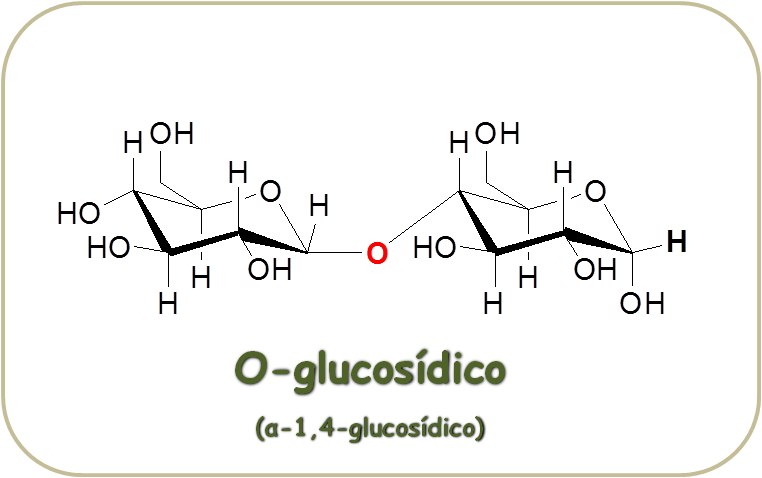 Unión de dos Glucosas para formar el enlace o glucosídico o glicosídico