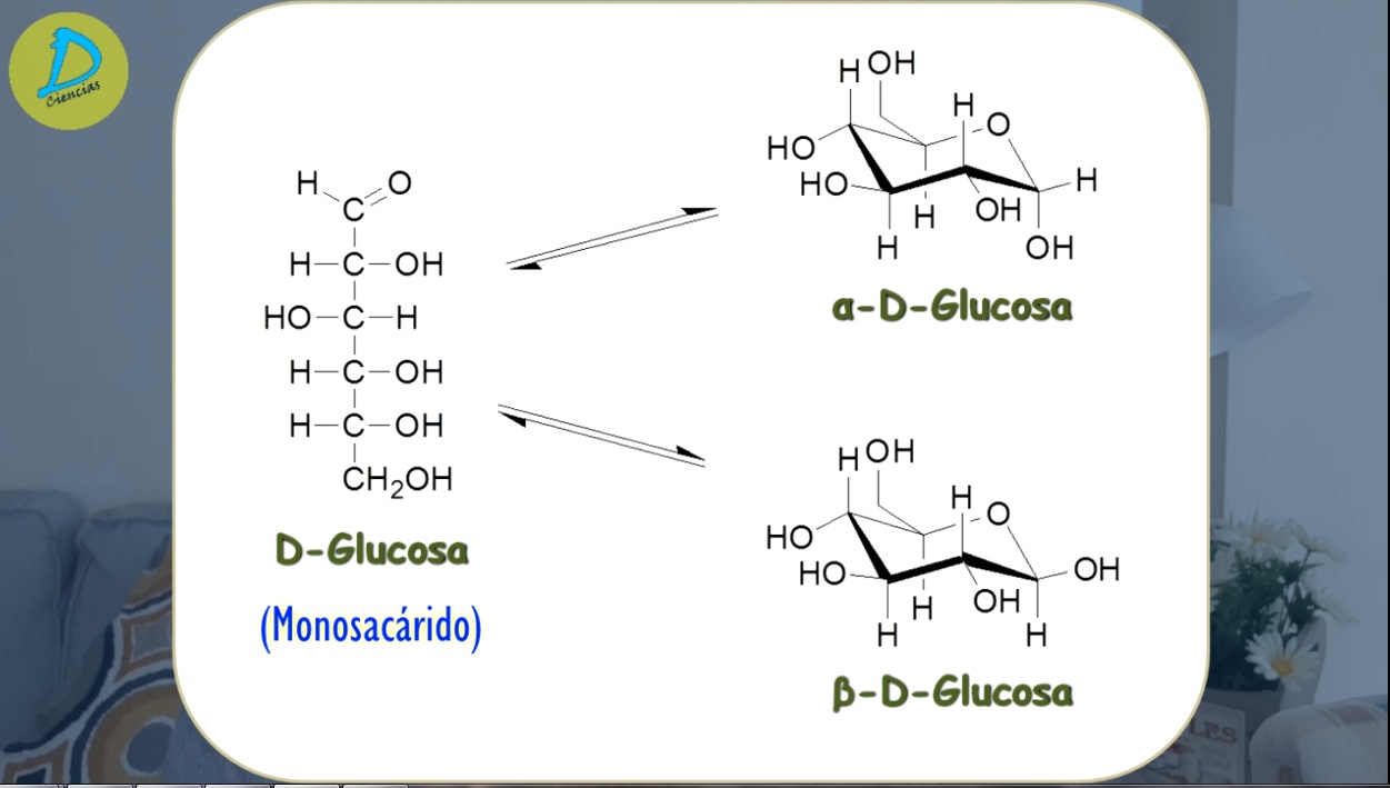 La glucosa es una molécula cíclica en presencia de agua