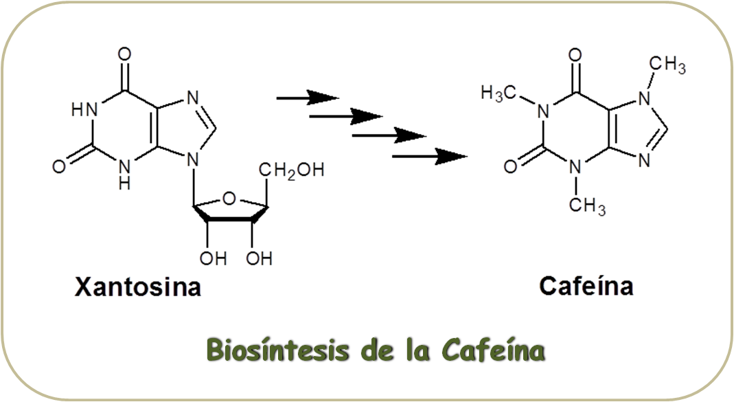Esquema de la Biosíntesis de la Cafeína