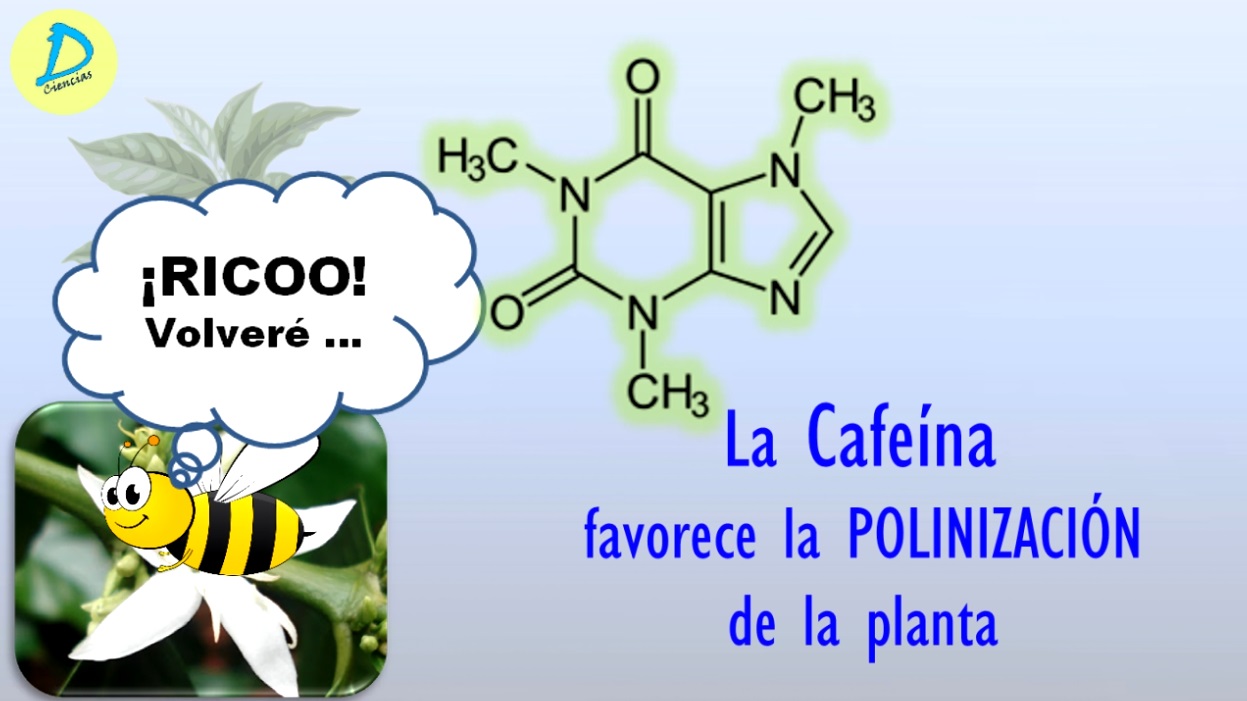 La Cafeína favorece la polinización de la planta
