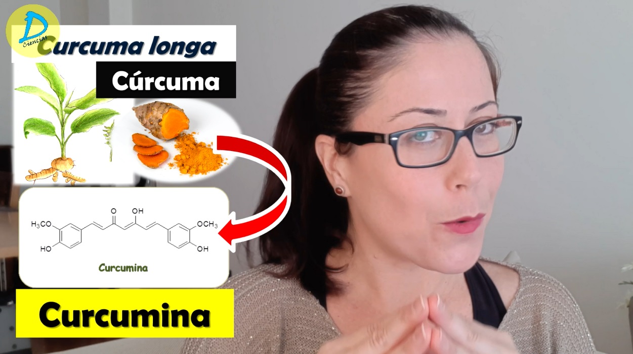 La Curcumina se extrae de la Curcuma, los rizomas de la planta de la familia Curcuma longa, Es la CÚRCUMA tan MILAGROSA-Es lo mismo CÚRCUMA que CURCUMINA