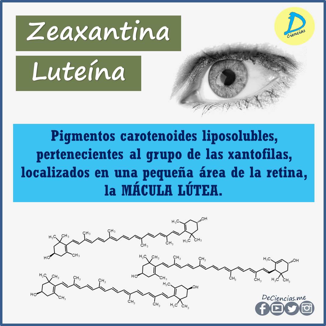 luteína y zeaxantina ¿En qué alimentos conseguirlos?