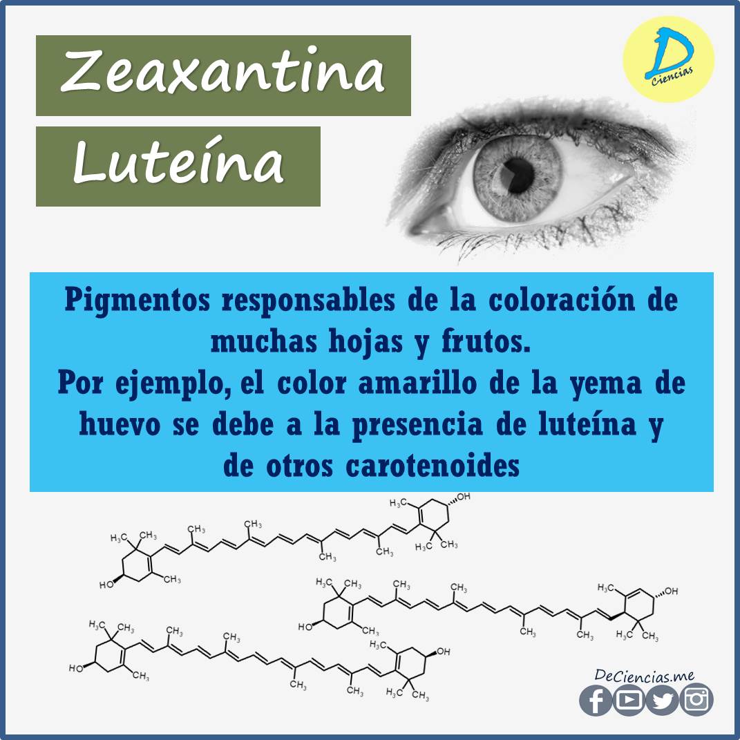 luteína y zeaxantina ¿En qué alimentos conseguirlos?