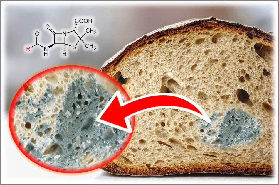 ¿Se puede comer?¿Qué pasa si me como un pan con moho? penicilina que hongo se extrae para que sirve la penicilina penicilina descubrimiento alexander Fleming enfermedades que cura la penicilina penicilina hongo descubrimiento de la penicilina derivados de la penicilina quien descubrió la penincilina que es la penicilina historia de la penicilina como se descubrio la penicilina como se invento la penicilina como se creo la penicilina como actua la penicilina pan con moho penicilina pan mohoso penicilina ¿Qué se cura con penicilina Que enfermedades cura la penicilina Propiedades curativas de la planta de penicilina 10 enfermedades que cura la penicilina Curar sífilis penicilina penicilina también se buscó penicilina para sífilis penicilina para gonorrea sifilis en la segunda guerra mundial el cerdo ha salvado mas vidas que la penicilina cuando se invento la penicilina quien descubrio la penicilina biografia quien descubrio la penicilina que pasa si por accidente como pan con moho pan con moho se puede comer que hacer si comes moho pan con moho penicilina conclusion del pan con moho, que pasa si me como un pan con moho que pasa si comes pan con moho que pasa si me como un pan con moho comi pan con moho pan con moho se puede comer pan mohoso que pasa si comes pan mohoso por accidente comer pan con moho como actua la penicilina en el cuerpo resistencia a antibióticos origen de la penicilina historia de la penicilina historia del creador de la penicilina beneficios de la penicilina de donde sale la penicilina de donde proviene la penicilina de donde sacan la penicilina descubridor de la penicilina alexander Fleming descubridor de la penicilina que hace la penicilina en nuestro cuerpo