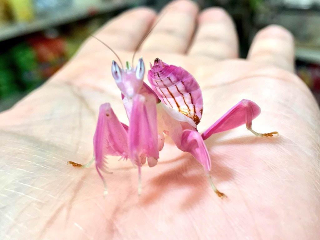 Ranking De Los Insectos Más Raros Hermosos Y Singulares Del Planeta