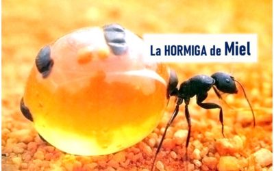 Las Hormigas más DULCES del Mundo: Las Hormigas de Miel