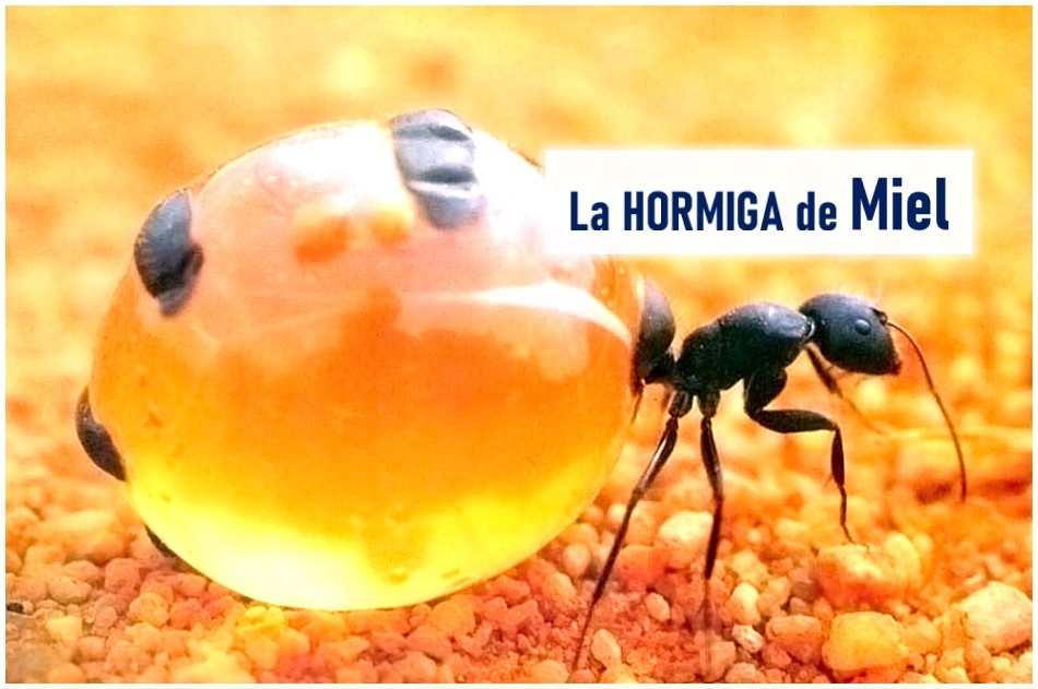 Las Hormigas más dulces del Mundo - Las Hormigas de Miel, Hormigas melíferas Hormigas mieleras hormiga mielera la hormiga de miel hormiga de miel hormigas de miel myrmecocystus mexicanus Las hormigas más dulces del mundo en que continente viven las hormigas mieleras hormiga mielera nombre científico hormiga falsa mielera miel de hormiga para que sirve alimentacion de la hormiga mielera   propiedades de la miel de hormiga beneficios de la miel de hormiga informacion de la hormiga de miel