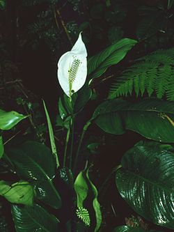 Spathiphyllum sp