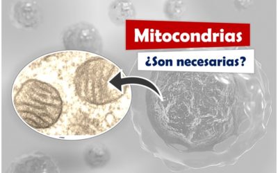 Las MITOCONDRIAS, ¿se encuentran en todas las células eucariotas?