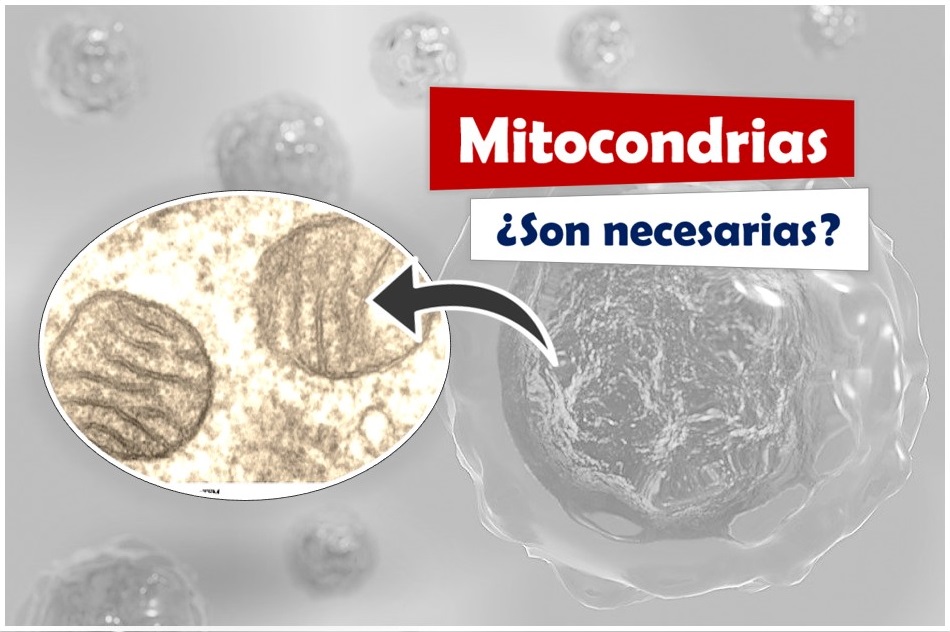 Las MITOCONDRIAS, ¿se encuentran en todas las células eucariotas?