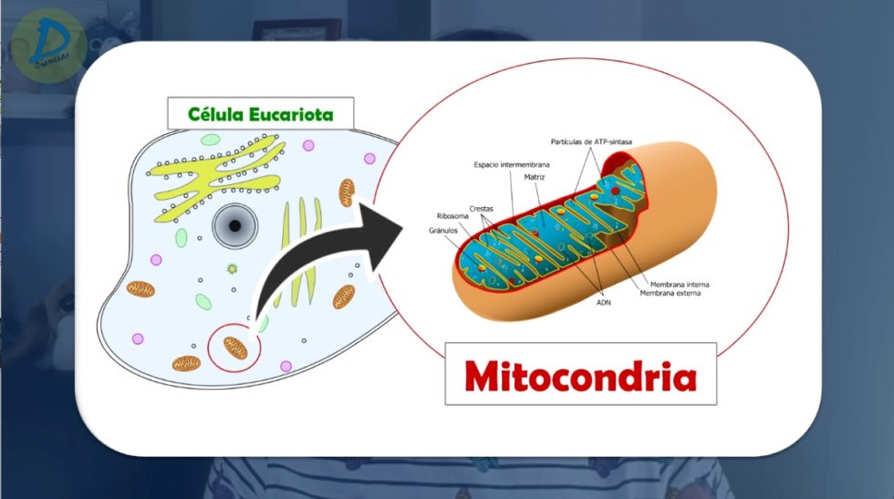 Las mitocondrias, ¿se encuentran en todas las células eucariotas?