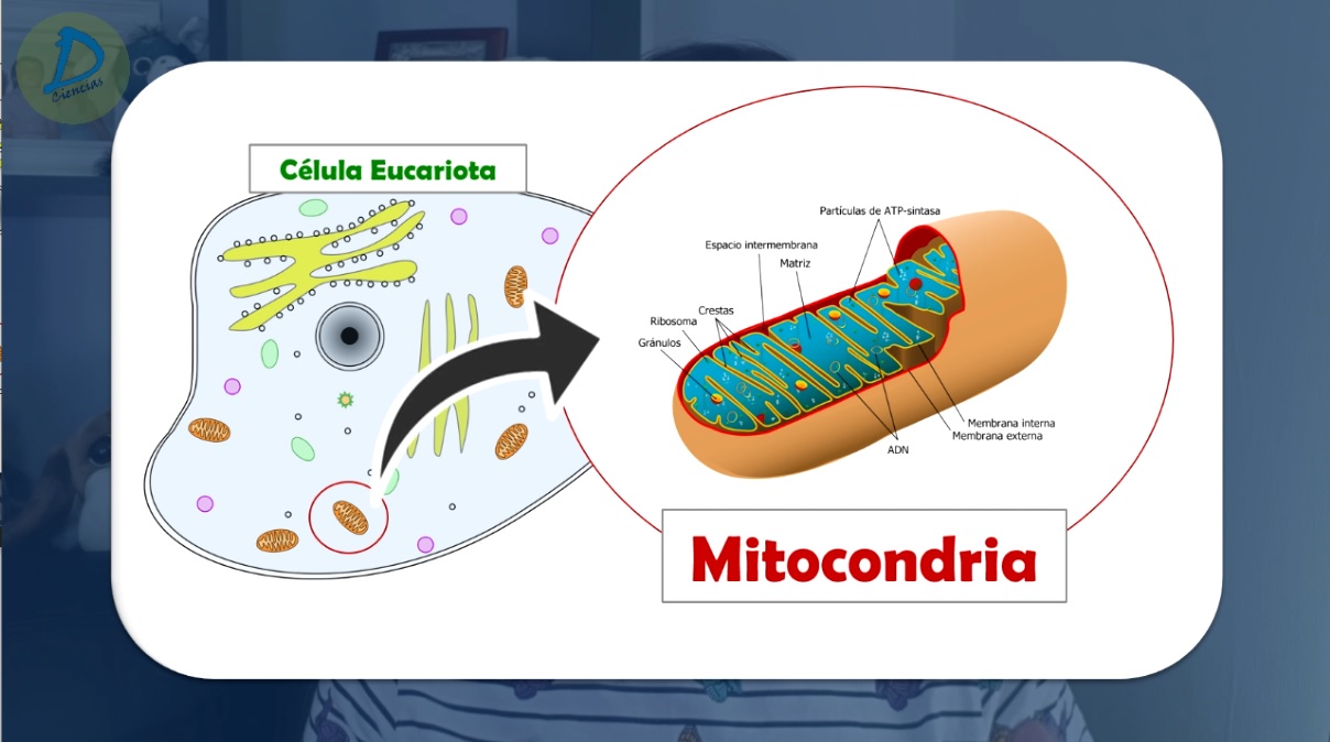 Las mitocondrias las centrales energéticas de las células eucariotas