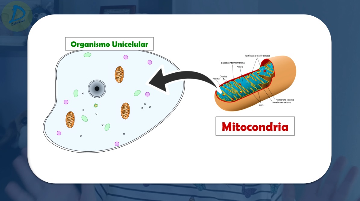 ¿Cuándo se originaron las mitocondrias?