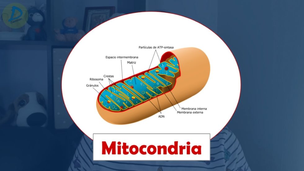 Las mitocondrias, ¿se encuentran en todas las células eucariotas?